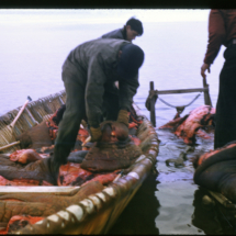 55 - Unloading meat from walrus, Wainwright Walrus Hunt, Wainwright, AK, 1955, photo by Frank Pitelka