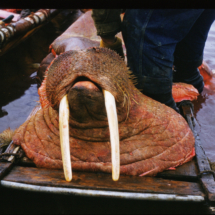 55 - Wainright, walrus head Walrus Hunt, Wainwright, AK, 1955, photo by Frank Pitelka
