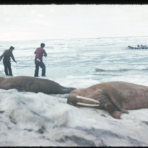 55 - Walrus hunt, Wainwright Walrus Hunt, Wainwright, AK, 1955, photo by Frank Pitelka