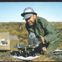 56 - Barrow, FAP with young snowy owl Frank Pitelka Weighing Young Snowy Owl, NARL, Point Barrow, Alaska, 1956