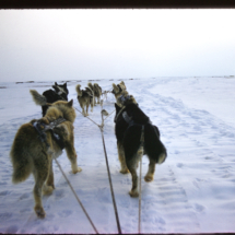 56, June 10 - Return from Inam River Return Dogsled Trip from Inam River, AK, 1956, photo by Frank Pitelka