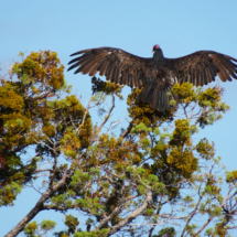 Vulture Absorbing Morning Warmth, Lava Beds National Monument, CA, Vince Pitelka, 2020 Vulture Absorbing Morning Warmth, Lava Beds National Monument, CA, Vince Pitelka, 2020
