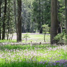 Meadow with Shooting Stars in Bloom, Yosemite National Park, Vince Pitelka, 2020 Meadow with Shooting Stars in Bloom, Yosemite National Park, Vince Pitelka, 2020