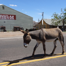 Denizen of Beatty, NV, Vince Pitelka, 2020 Denizen of Beatty, NV, Vince Pitelka, 2020